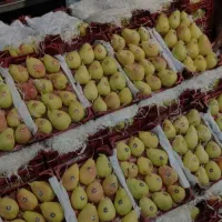 نیازمند نگهبان شب میوه فروشی