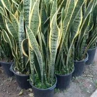 فروش صد عدد سانسور یا شمشیری ابلق بدون لک