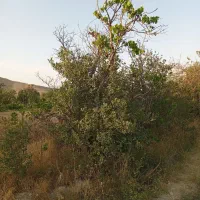 زمین باغی روستای داین