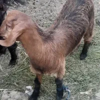 گمشده چارحیم