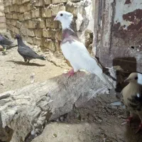 طوقی فروشی