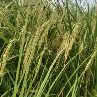 زمین زراعی لوکیشن بی نظیر