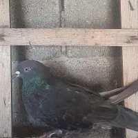 ‌کبوتر ماده