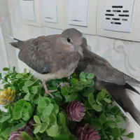 دوتا جوجه کبوتر