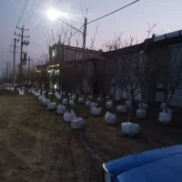 درخت بزرگ،،نهال،،نهالستان از ۱ سال تا ۸سال