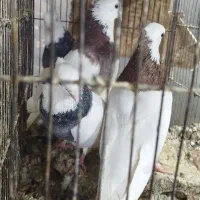کفتر|پرنده|جلفا, |دیوار