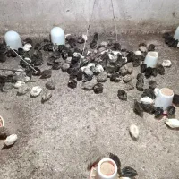 جوجه بلدرچین بلدرچین بالغ و گوشت