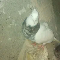 طوقی