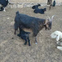 6 راس بز کهره دار
