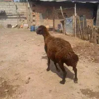گوسفند کردستانی اصل ابست