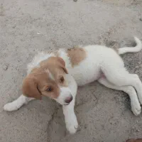 توله سگ ماده