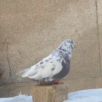 نر قلمکار