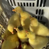 فروش قوغاز