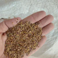 بذریونجه نیک شهری ۱۳۰۰ کشت خودم هستش