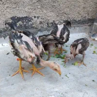 جوجه لاری