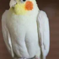 عروس هلندی گمشده