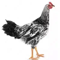 نیمچه مرغ  بومی و گلپایگانی