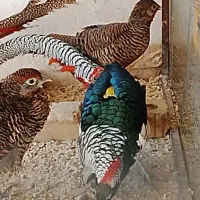 پرنده|حیوانات|شیراز, امام حسین|دیوار