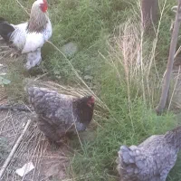 تخم مرغ برهما نطفه دار  وبه شرط