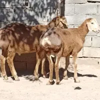 بره قوچی