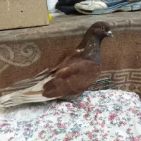 کبوتر سرخ پرشی ماده درجه یک گرفتنی