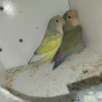 کوتوله بالغ