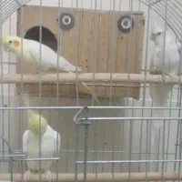 عروس هلندی جفت دستی با قفس