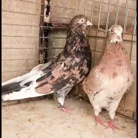 کفتر درجه یک