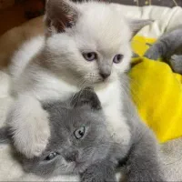 گربه پرشین اصیل اشرافی