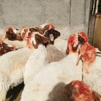 میش داشتی بره دار سنجابی در کوهسرخ