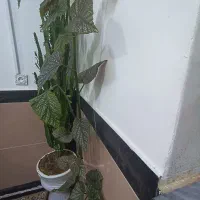 گل خال دار و گل خار دار