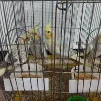 عروس هلندی