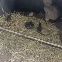 مرغ گلین وشش تاجوجه گلین