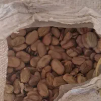 بقله شوشتر