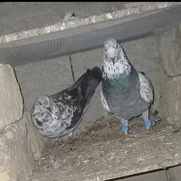کفتر|پرنده|ماسال, |دیوار