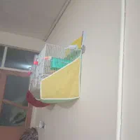 پرنده