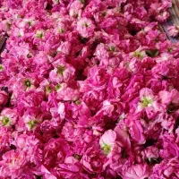 عرق گلاب