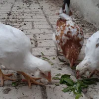 جوجه گلین