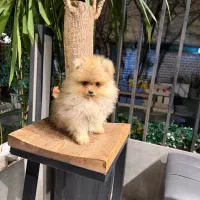 پامرانین بوفیس زیبا