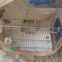 طوطی کوتوله