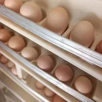 تخم مرغ رسمی