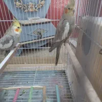 عروس هلندی