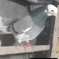 کفتر انباری دولابی