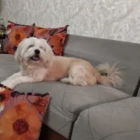 واگذاری رایگان سگ نژاد دار