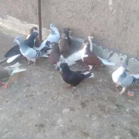 کبوتر|پرنده|قزوین, |دیوار