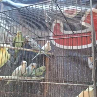 مرغ عشق فروشی