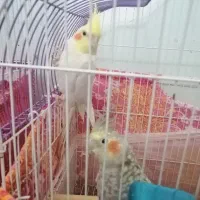 عروس هلندی مولد