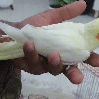 عروس هلندی به همراه قفس و وسایل