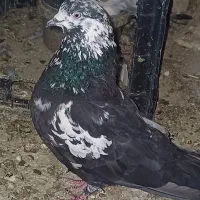 کفتر پرشی