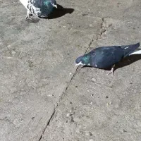 کفتر نرو ماده شهری خوب